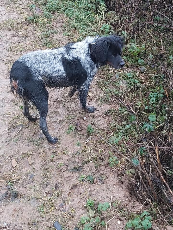 Ruby Du Pays Des Bruyères