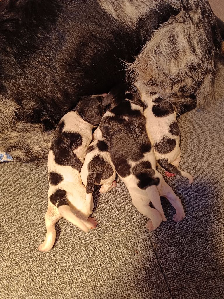 chiot Epagneul Breton Des Bords De L'authie