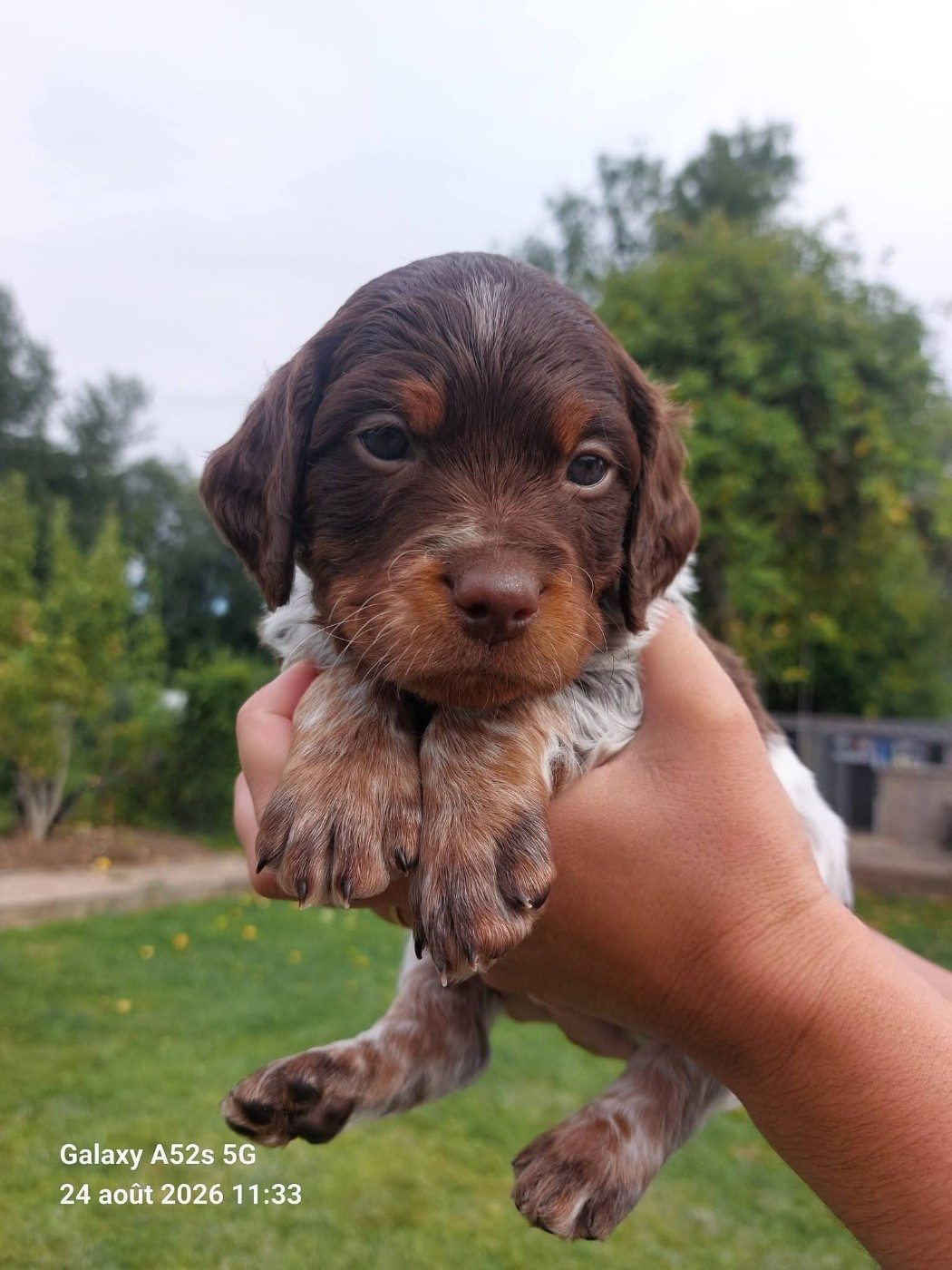Des Bords De L'authie - Chiots disponibles - Epagneul Breton