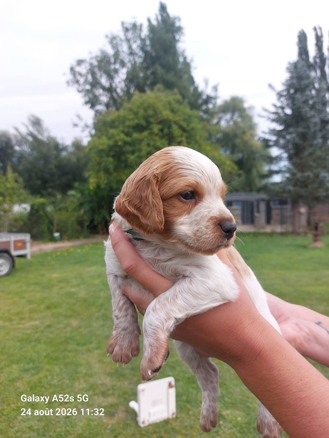 Des Bords De L'authie - Chiots disponibles - Epagneul Breton
