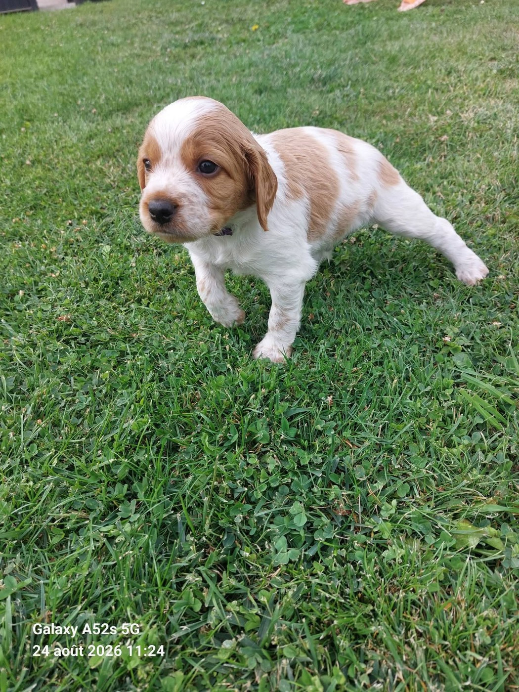 Des Bords De L'authie - Chiots disponibles - Epagneul Breton