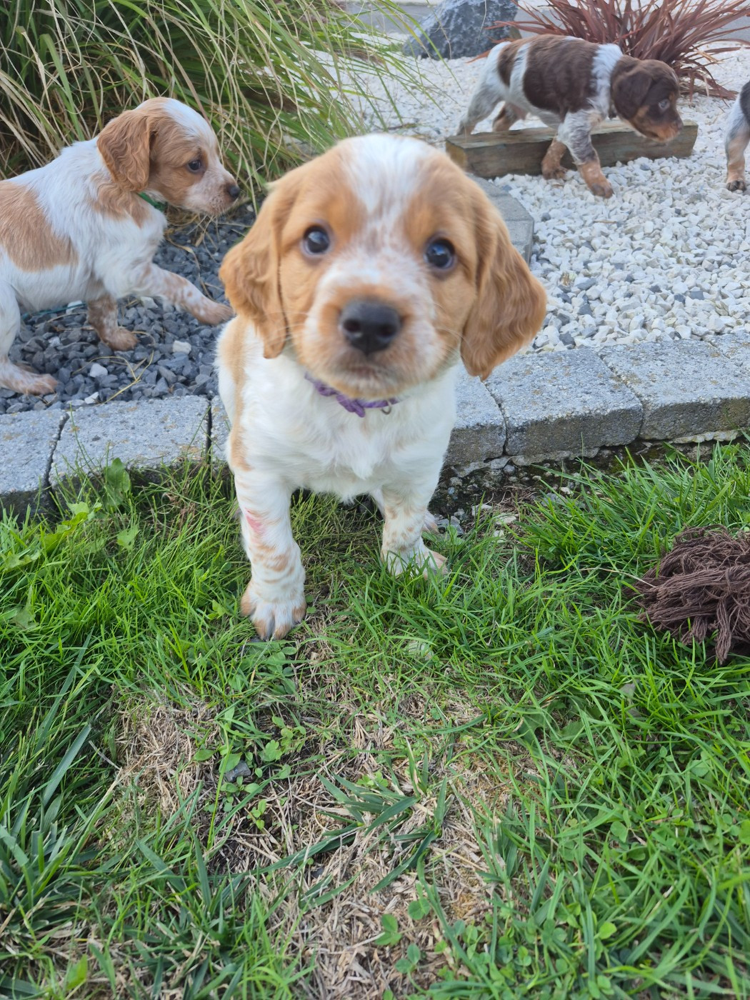 Des Bords De L'authie - Chiots disponibles - Epagneul Breton