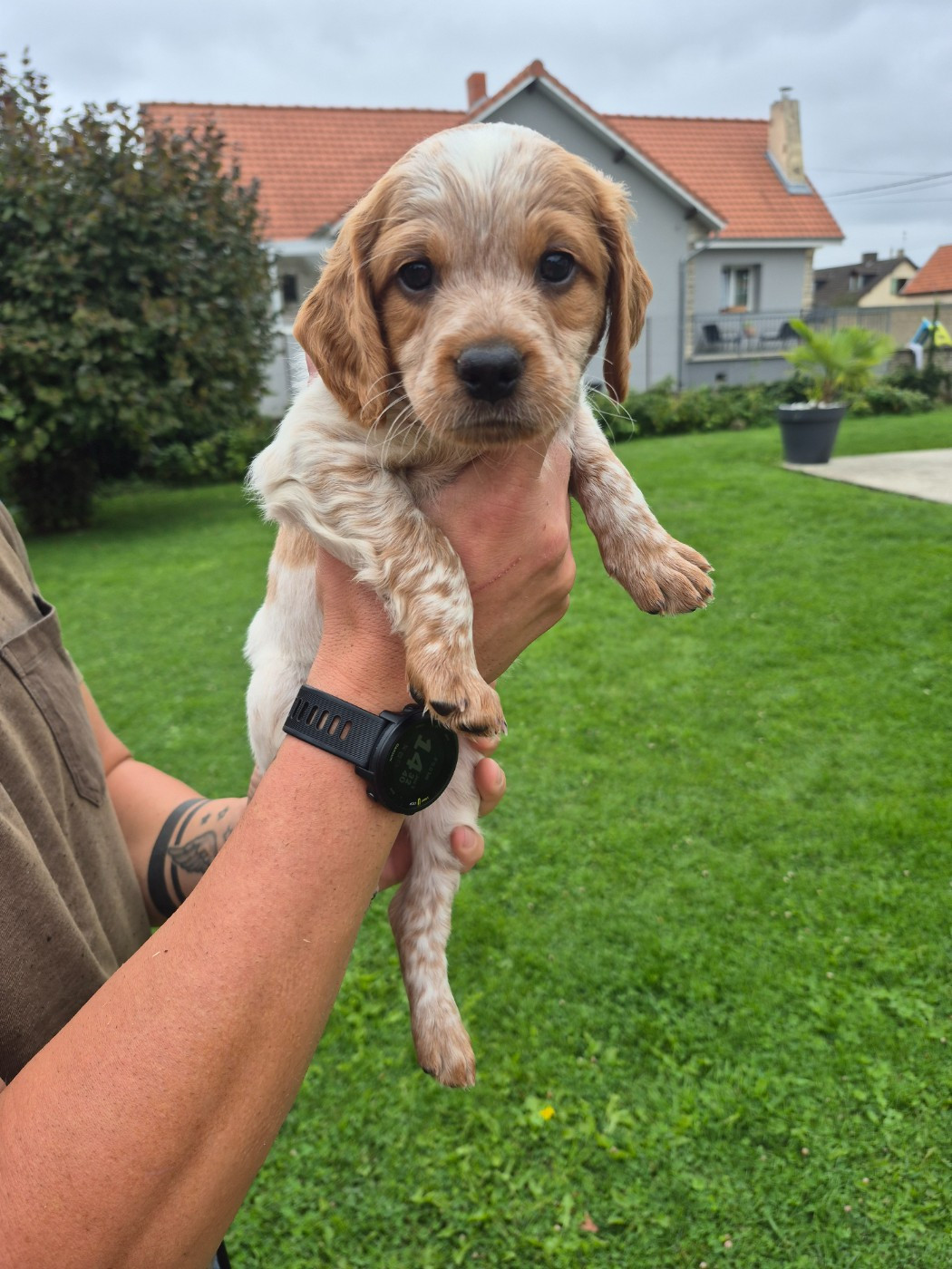 Des Bords De L'authie - Chiots disponibles - Epagneul Breton