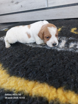 Chiot N°7