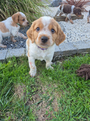 Chiot N°9