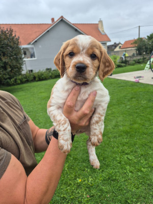 Chiot N°9